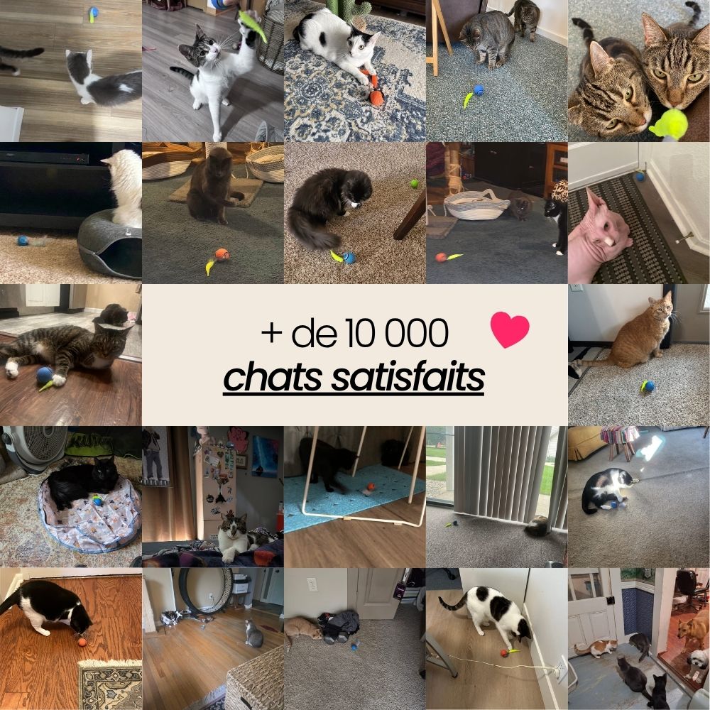 TailBot2.0 - Jouet Interactif Anti-Ennui