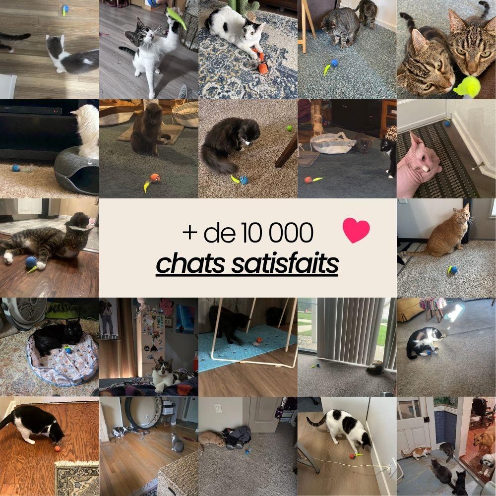 TailBot2.0 - Le jouet interactif qui occupe votre chat quand vous n'êtes pas là